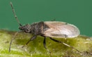 Cotton Seed Bug