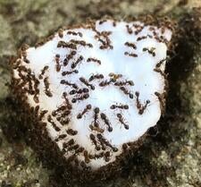 Ants on Cotton ball