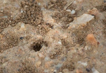Argentine Ant Colony
