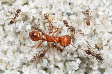 Argentine ants fighting harvester ant