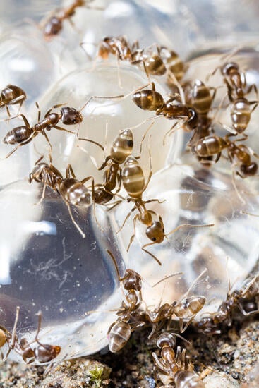 Ants on Hydrogel beads