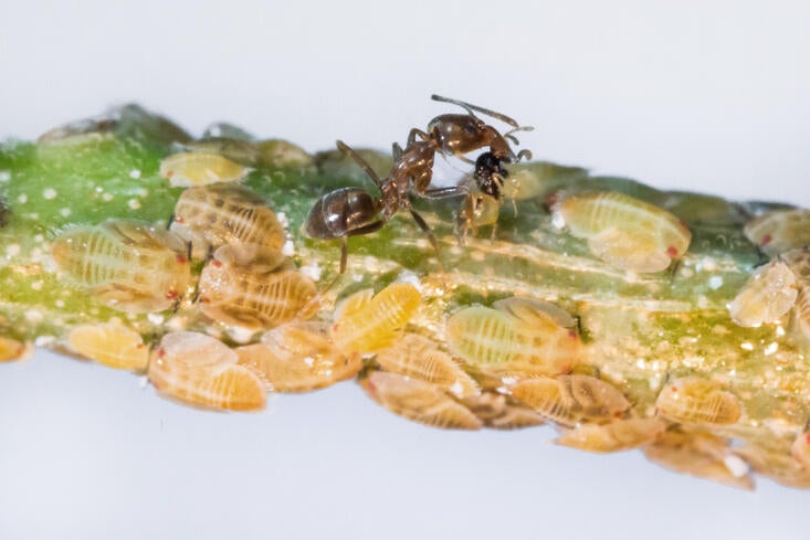 Argentine ant and tamarixia capture