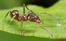 Argentine Ant
