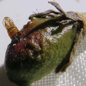 asphondylia_pupa_projecting_from_hass_avocado_small.jpg