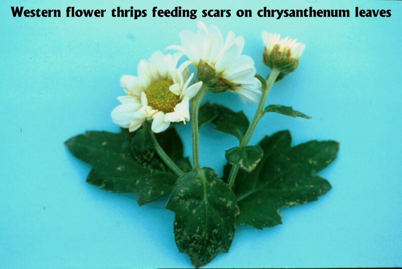 chrysanthenum.jpg