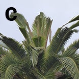 damaged-fronds-low-res-1.jpg