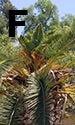 palm-recovery-1-low-res.jpg