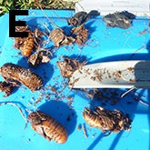 sapw-pupae-removed-from-cocoons-low-res.jpg