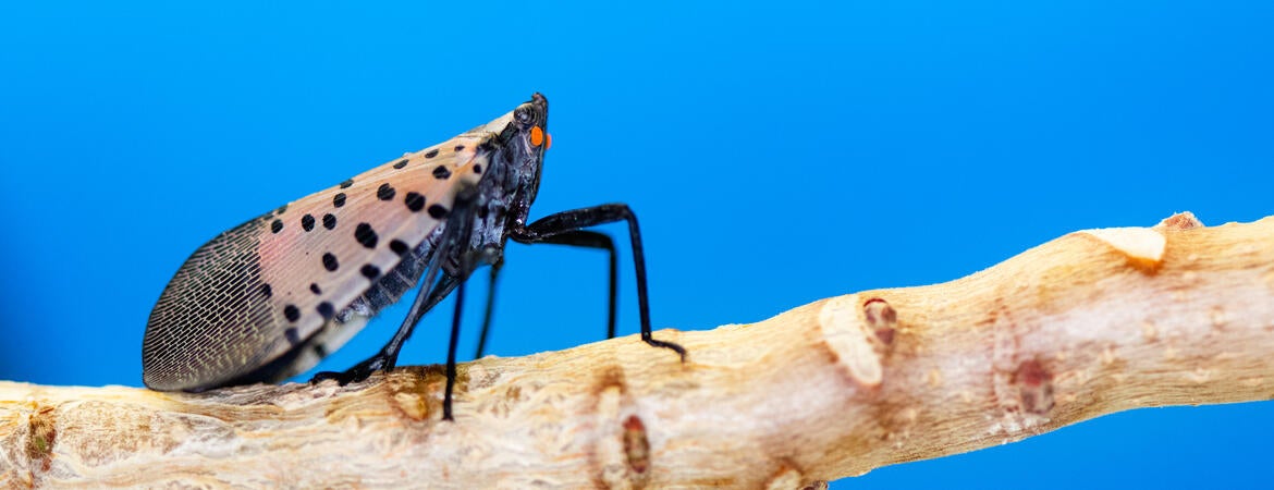Spotted Lanternfly Adult