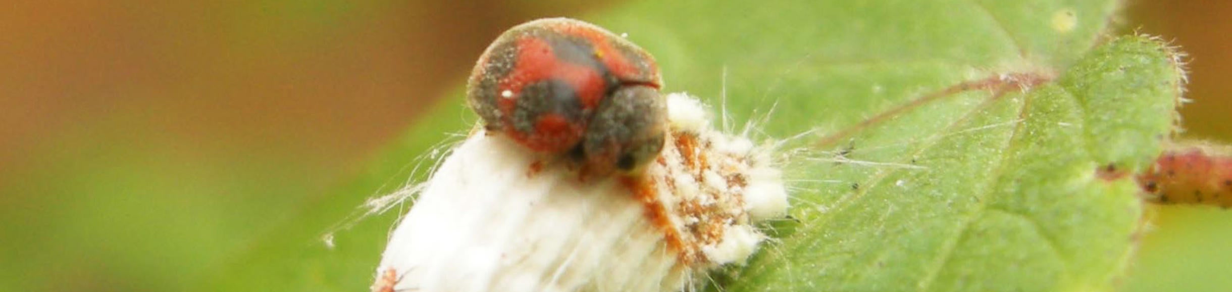 Adult R. cardinalis attacking I. purchasi