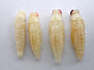 005_goldspotted_oak_borer_lopez.jpg