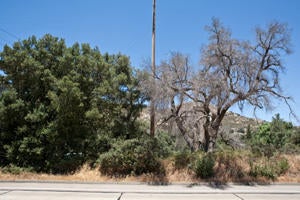 009_goldspotted_oak_borer_lewis.jpg