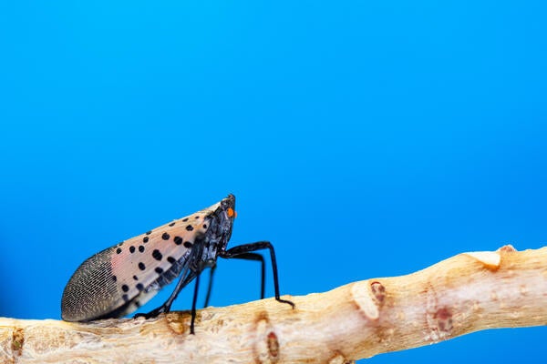 Spotted Lanternfly Adult