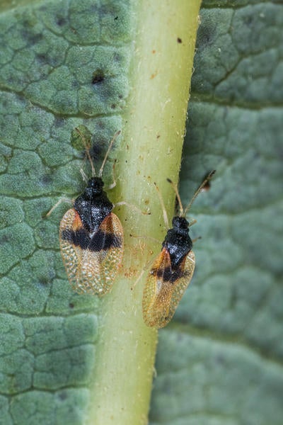 Adult avocado lace bugs