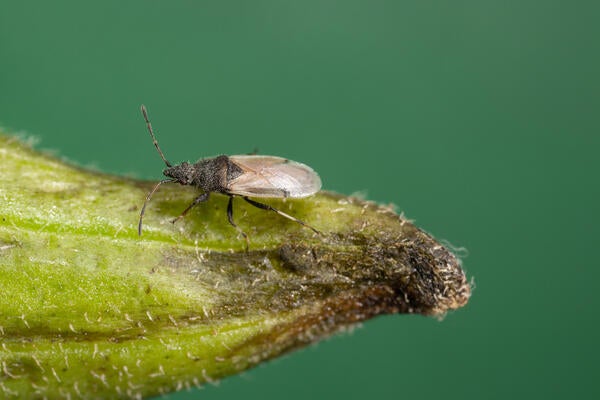 Cotton Seed Weevil