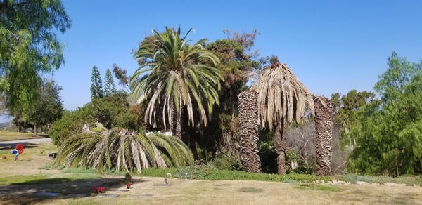 Palms damaged by Palm Weevils