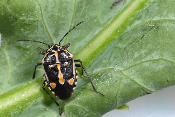 204_bagrada_bug_mike_lewis.jpg