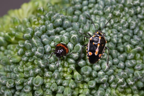 214_bagrada_bug_mike_lewis.jpg