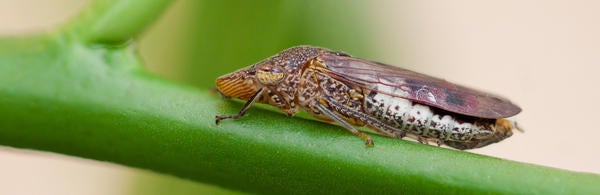 Glassy-winged sharpshooter (c) Mike Lewis