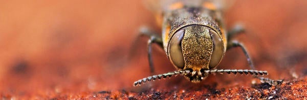 Goldspotted Oak Borer Beetle (c) Mike Lewis