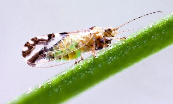 Asian Citrus Psyllid on stem (c) Mike Lewis
