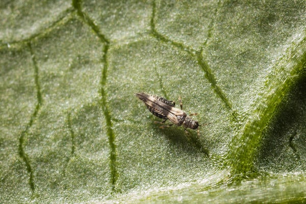 Bean thrips on bean leaf - Adult (c) Mike Lewis, UCR