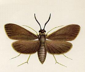 artona_adult_moth.jpg