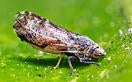asian_citrus_psyllid_thumb_0.jpg 