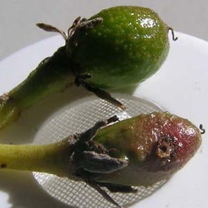 asphondylia_emergence_hole_from_hass_avocado_small.jpg