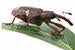 Large Avocado Seed Weevil