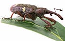 Large Avocado Seed Weevil