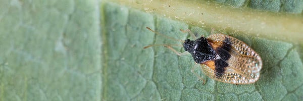 Adult Avocado Lace Bug