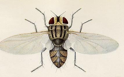 besa_remota_adult_fly.jpg