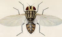 besa_remota_adult_fly_small.jpg