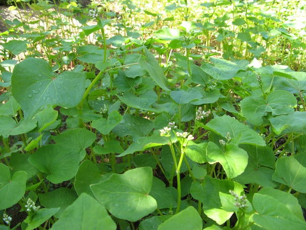 buckwheat.jpg