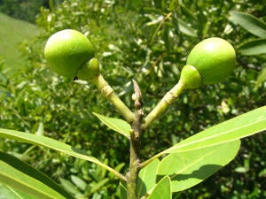 california_bay_laurel_small.jpg