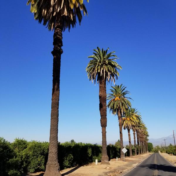 canary-palms-victoria-ave-riverside1.jpg