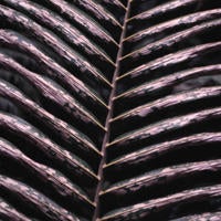 coconut_flathead_moth_damage_small.jpg