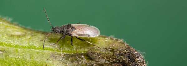 Cotton Seed Weevil