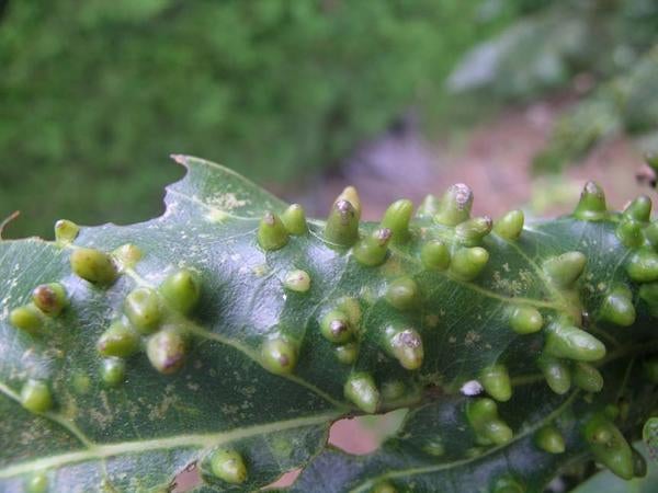 criollo_with_trioza_galls.jpg