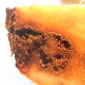 cryptaspasma_feeding_damage_to_avocado_seed-1_thumbnail.jpg