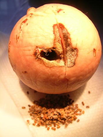 cryptaspasma_feeding_damage_to_avocado_seed.jpg