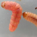 cryptaspasma_larvae.jpg