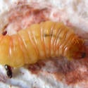 cryptaspasma_pre-pupa_thumbnail.jpg