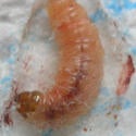 cryptaspasma_pupating_larva_thumbnail.jpg