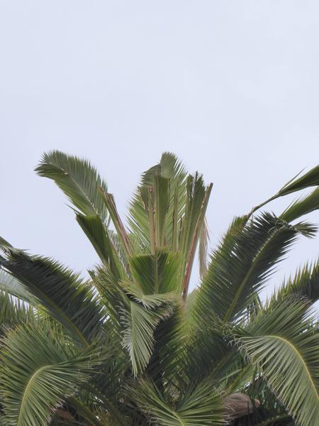 damaged-fronds-2-rotated.jpg