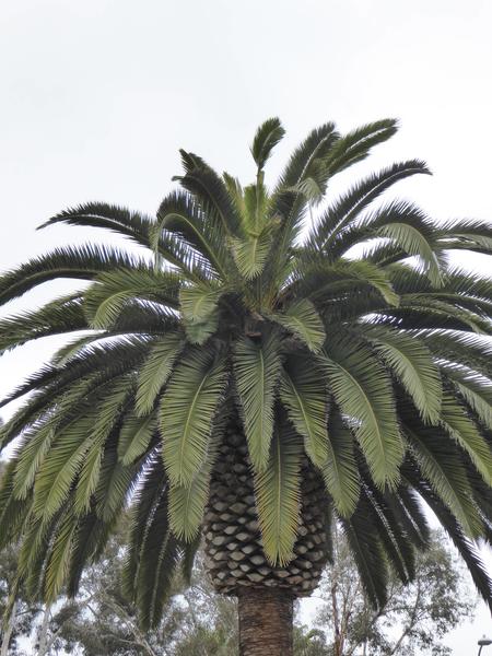 damaged-fronds-rotated.jpg