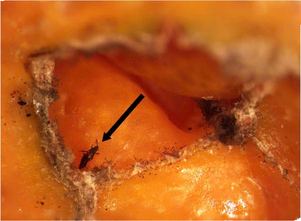 Dead bean thrips inside a navel orange subjected to varying cold stress regimens