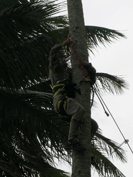 deploying_malaise_traps_in_coconuts.jpg