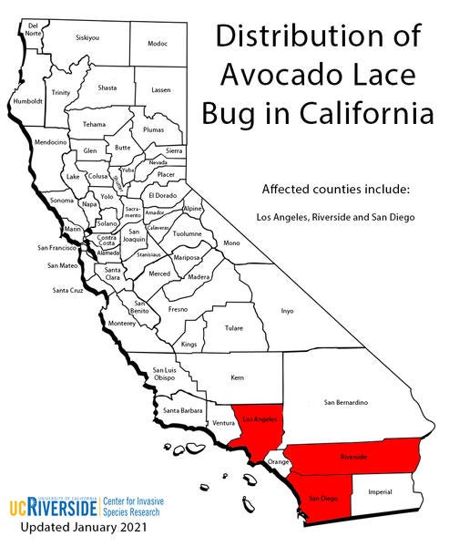 Distribution of Avocado Lace Bug